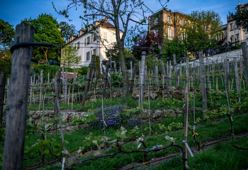 Vigne du Clos Montmartre, a secret vineyard in Montmartre, Paris